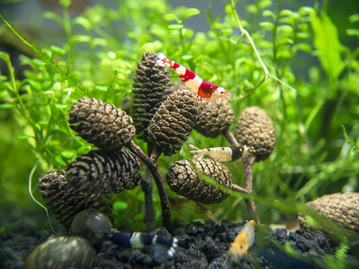 Crystal Red Shrimp (Caridina cantonensis, A-S Grade), Tank-Bred - Nestor' Aquariums & Pets
