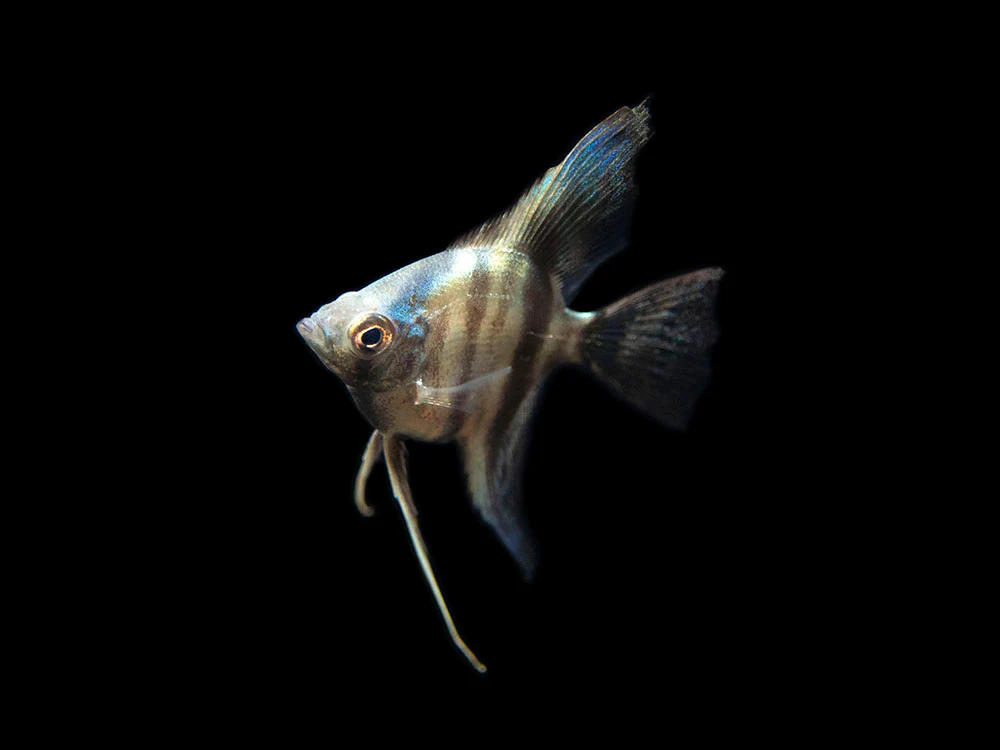 Avatar Turkey Green Angelfish (Pterophyllum scalare 
