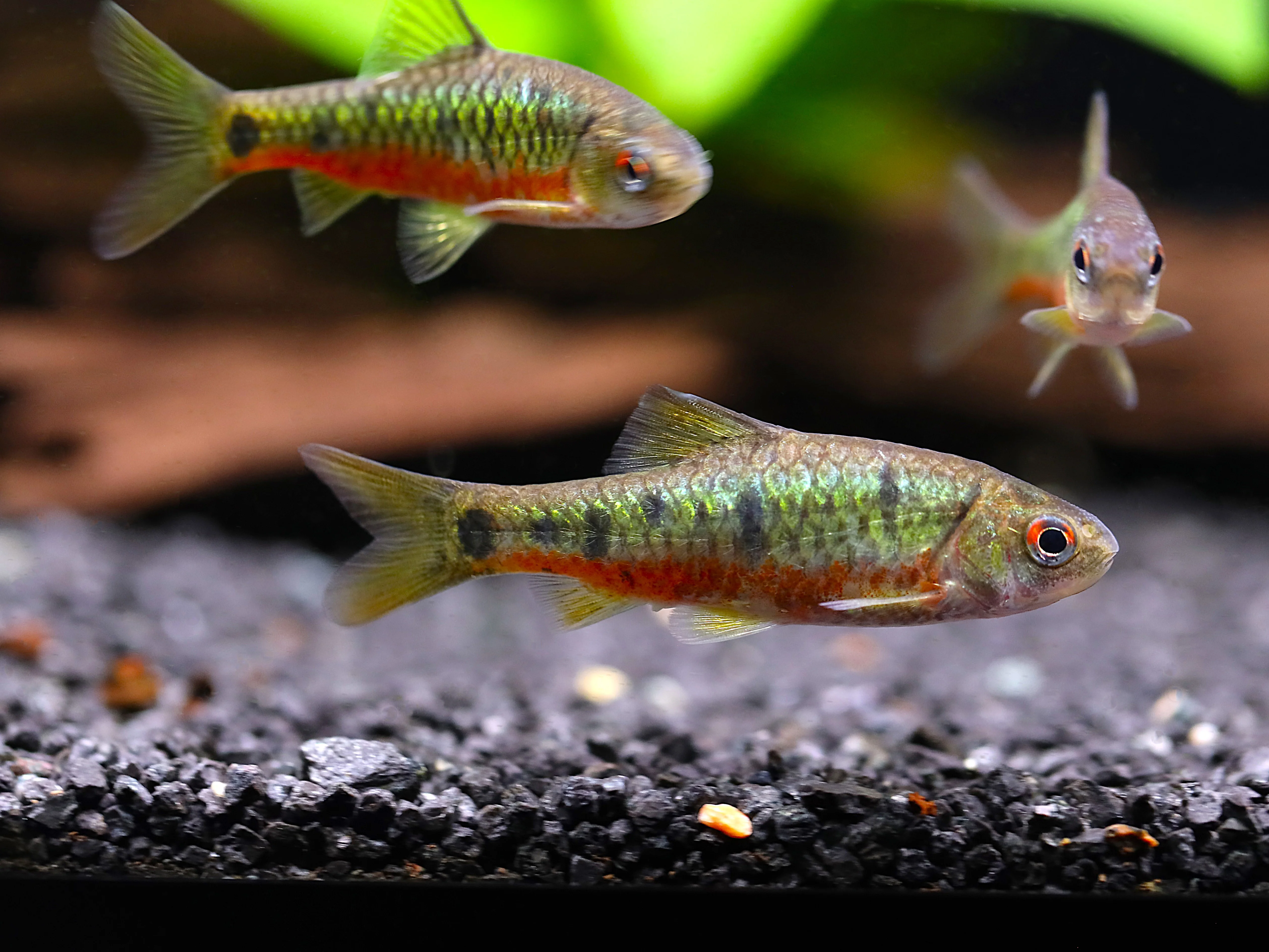 Schuberti Barb (Barbodes semifasciolatus var. schuberti) – Tank-Bred - Nestor' Aquariums & Pets