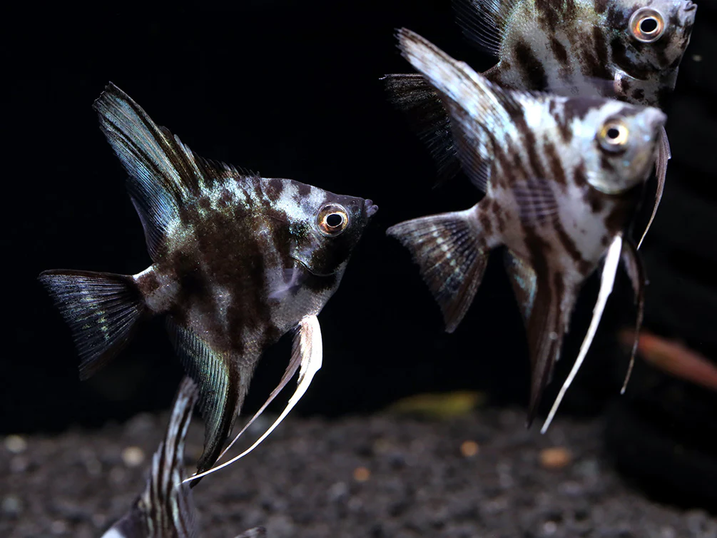 Blue Turquoise Marble Angelfish (Pterophyllum scalare) – Tank Bred - Nestor' Aquariums & Pets