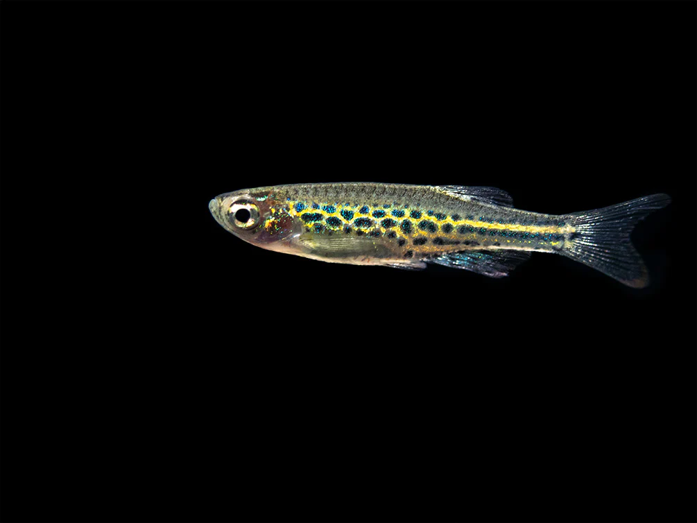Gold Ring Danio (Brachydanio tinwini) - Nestor' Aquariums & Pets
