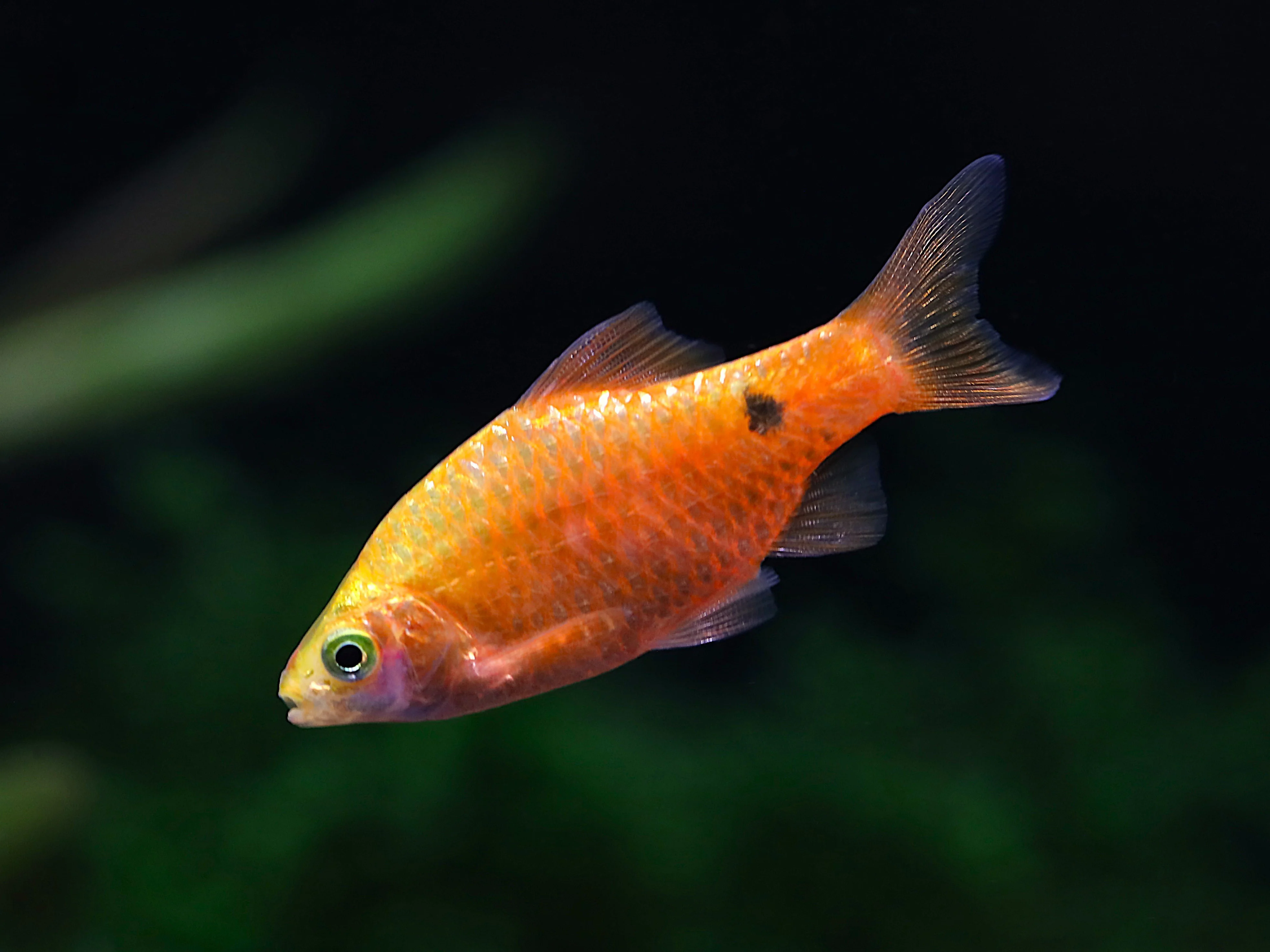 Rosy Barb (Puntius conchonius) – Tank Bred - Nestor' Aquariums & Pets