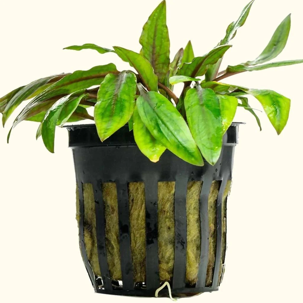 Cryptocoryne Wendtii Green - Nestor' Aquariums & Pets