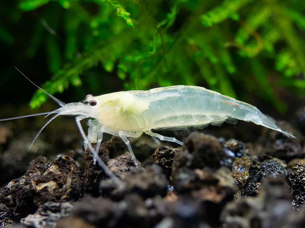 Snow Amano Shrimp (Caridina multidentata 