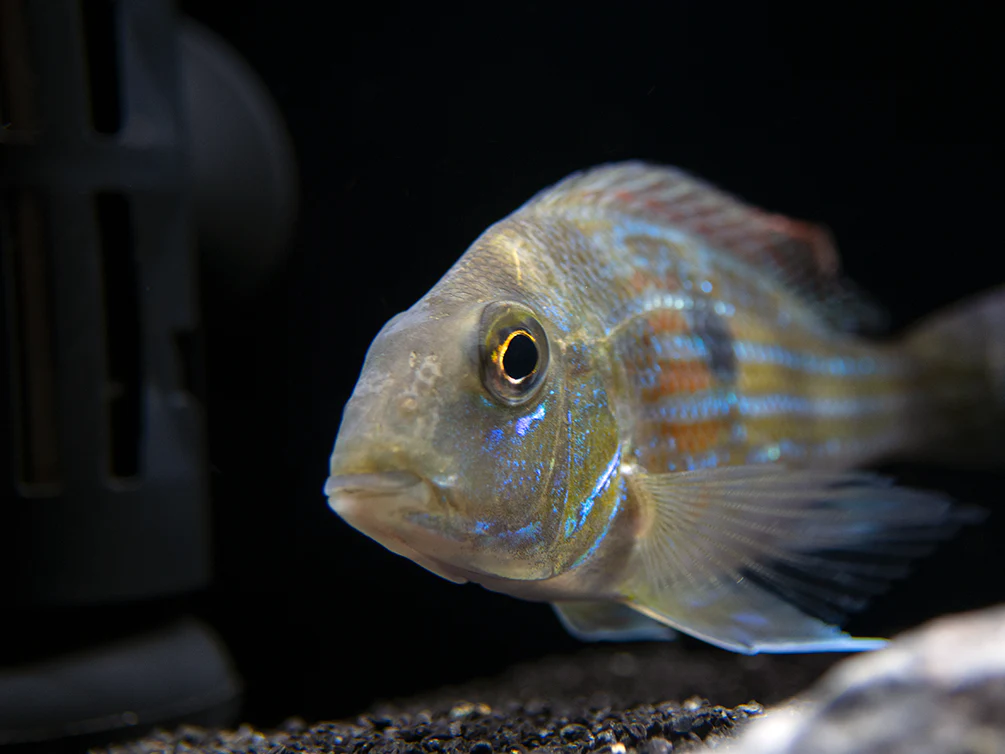 Sven's Eartheater Cichlid (Geophagus sveni), Tank-Bred! - Nestor' Aquariums & Pets