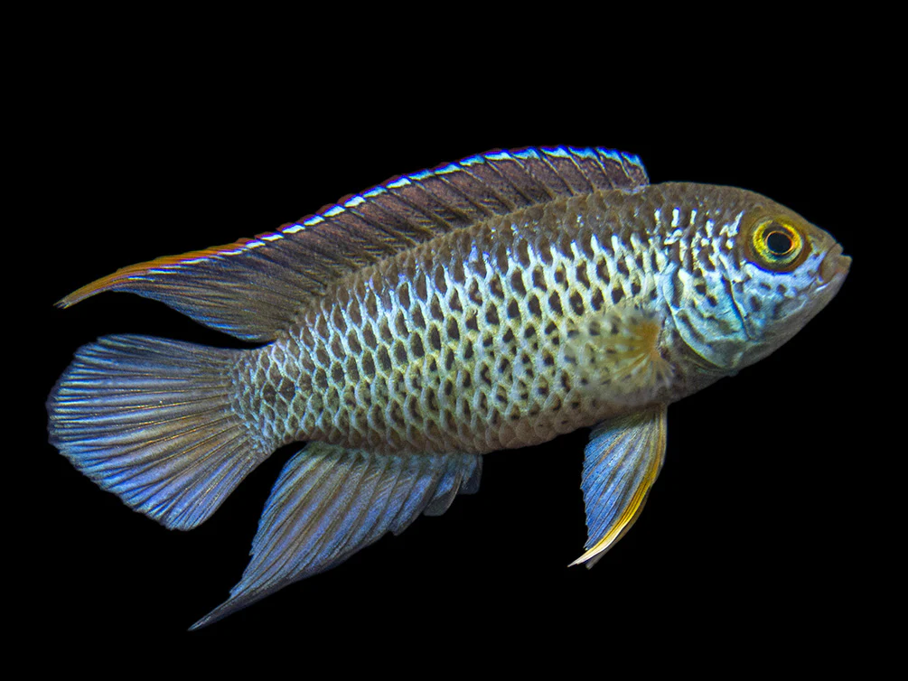Golden Dwarf Cichlid (Nannacara anomala), - Tank Bred - Nestor' Aquariums & Pets