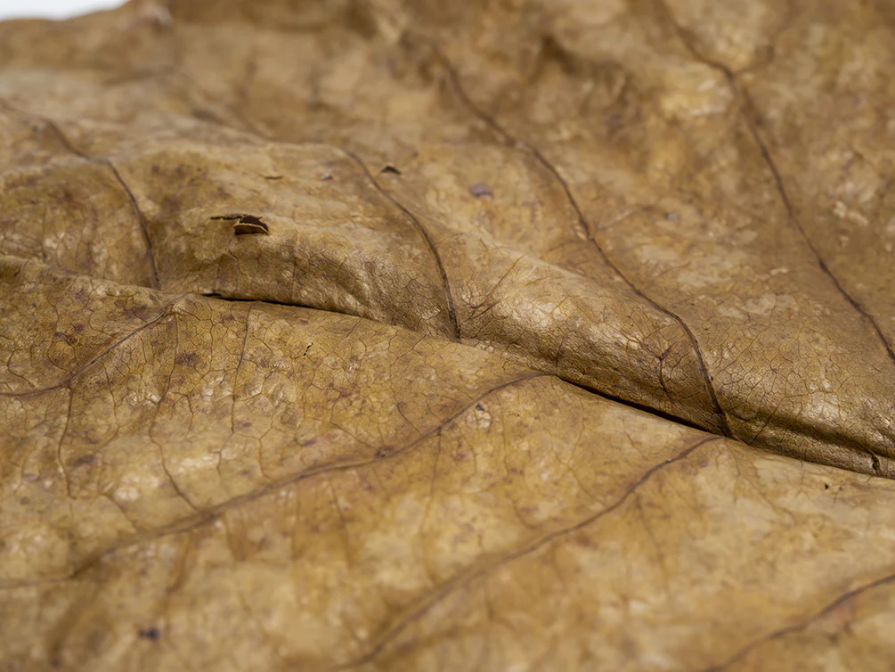 Catappa AKA Indian Almond Leaves - Nestor' Aquariums & Pets
