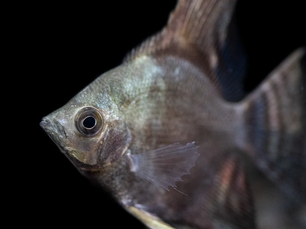 Philippine Blue Smokey Angelfish (Pterophyllum scalare) - TANK-BRED! - Nestor' Aquariums & Pets