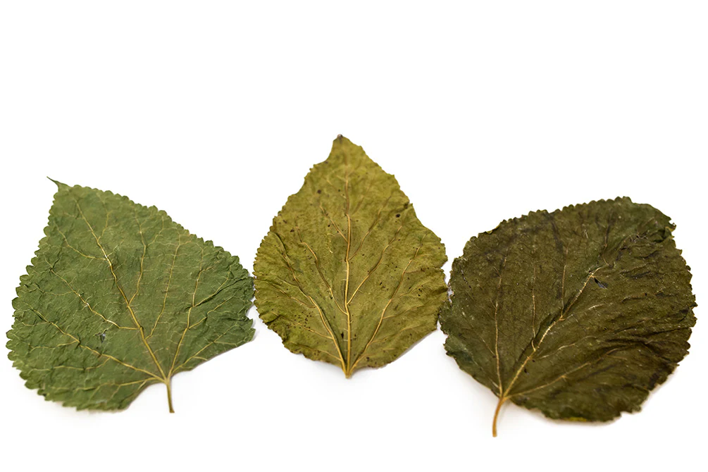 Mulberry Leaves - Nestor' Aquariums & Pets