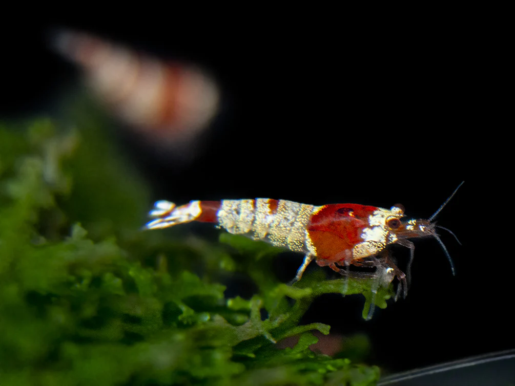 Crystal Red Shrimp (Caridina cantonensis, A-S Grade), Tank-Bred - Nestor' Aquariums & Pets