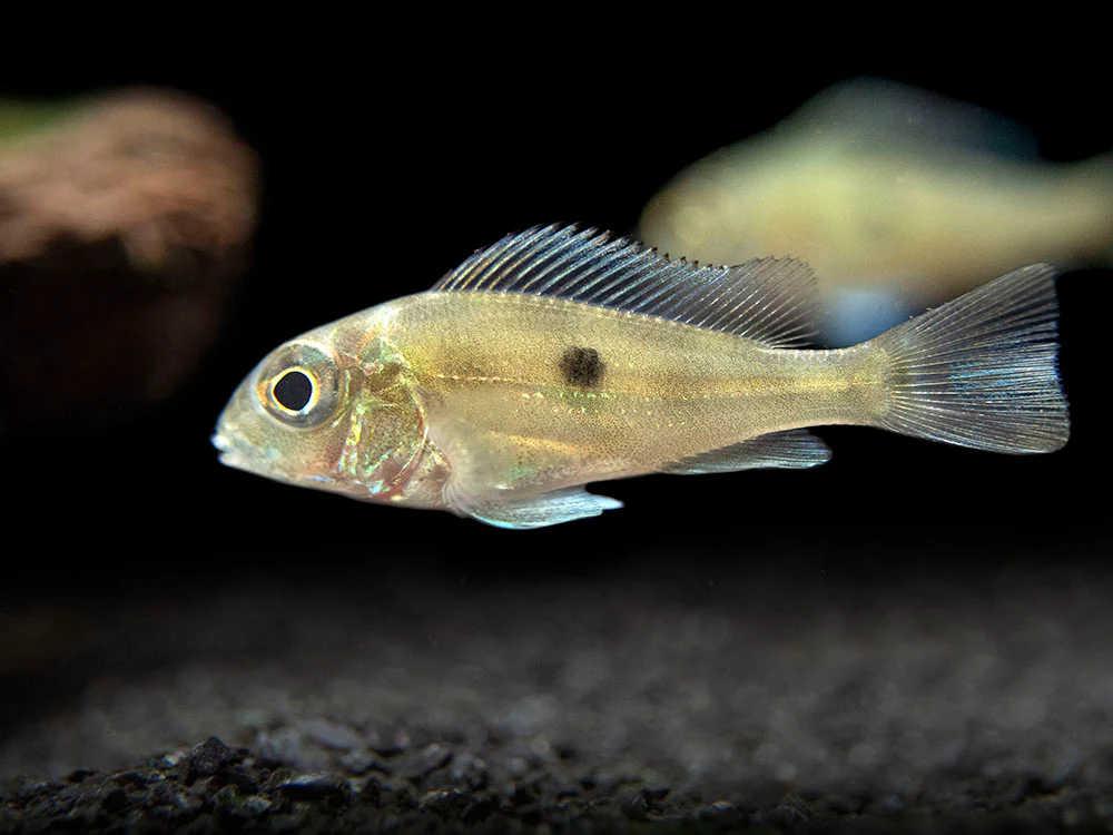 Sven's Eartheater Cichlid (Geophagus sveni), Tank-Bred! - Nestor' Aquariums & Pets