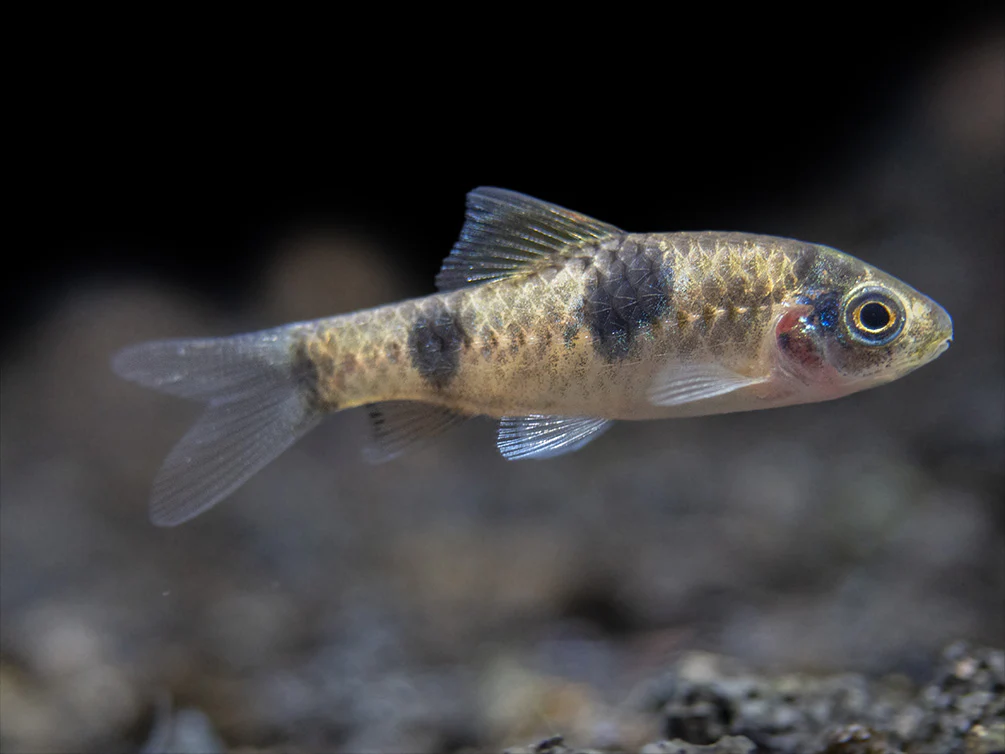 Red Panda AKA Melon Barb (Haludaria fasciata), Tank-Bred - Nestor' Aquariums & Pets