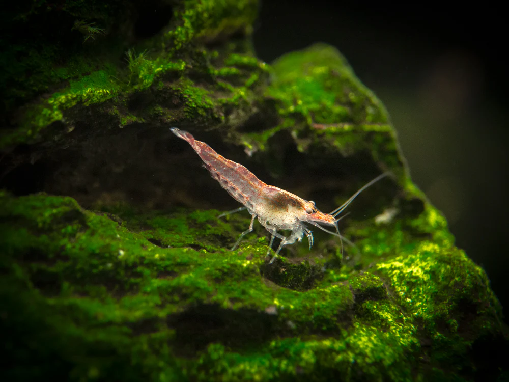 Sakura Red Cherry Shrimp Breeder Combo Box - Nestor' Aquariums & Pets