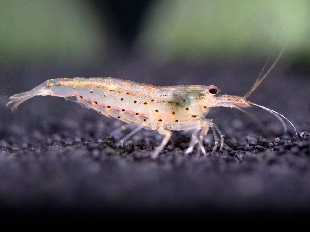 Amano AKA Yamato Shrimp (Caridina multidentata) - Nestor' Aquariums & Pets