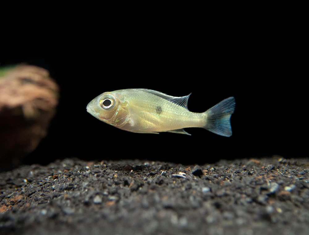 Sven's Eartheater Cichlid (Geophagus sveni), Tank-Bred! - Nestor' Aquariums & Pets