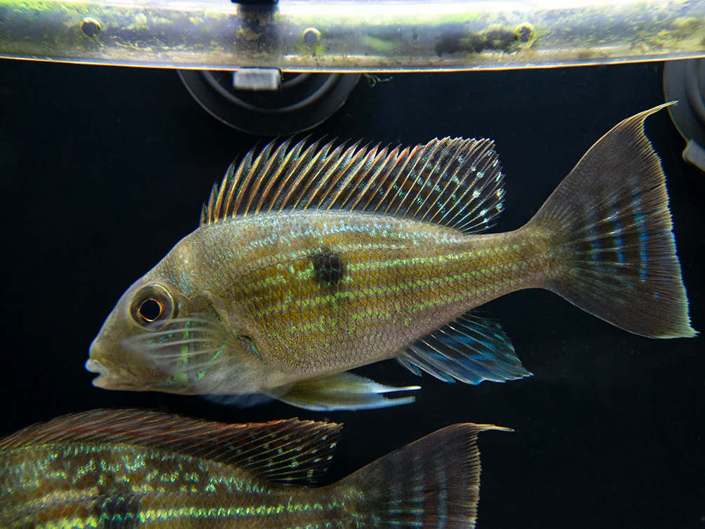 Sven's Eartheater Cichlid (Geophagus sveni), Tank-Bred! - Nestor' Aquariums & Pets