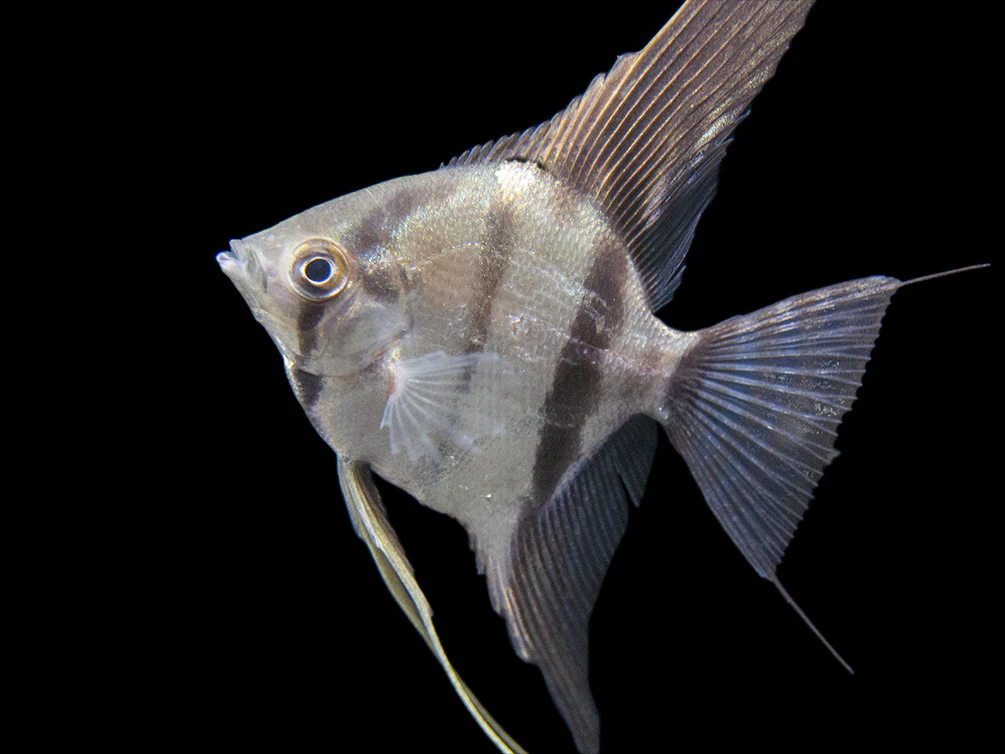 Rio Xingu Angelfish (Pterophyllum scalare), Tank-Bred - Nestor' Aquariums & Pets