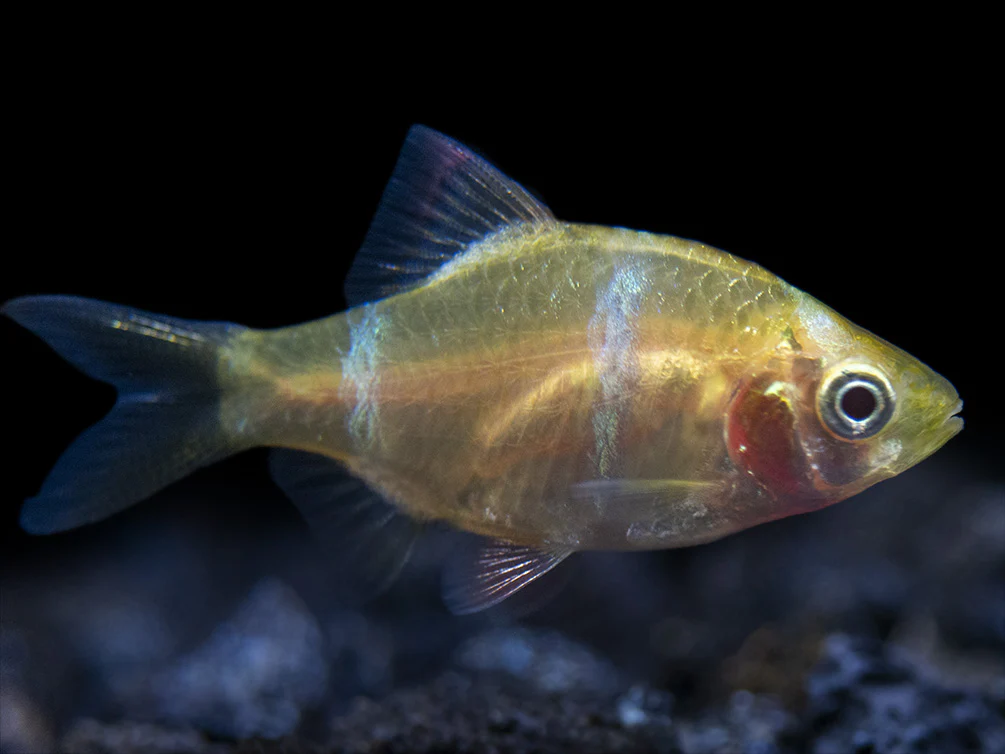 Albino Tiger Barb (Puntigrus tetrazona), Tank-Bred - Nestor' Aquariums & Pets