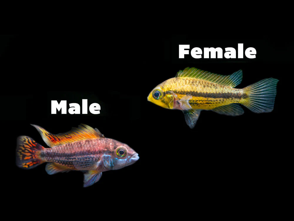 Triple Red Cockatoo Dwarf Cichlid (Apistogramma cacatuoides), Tank-Bred - Nestor' Aquariums & Pets