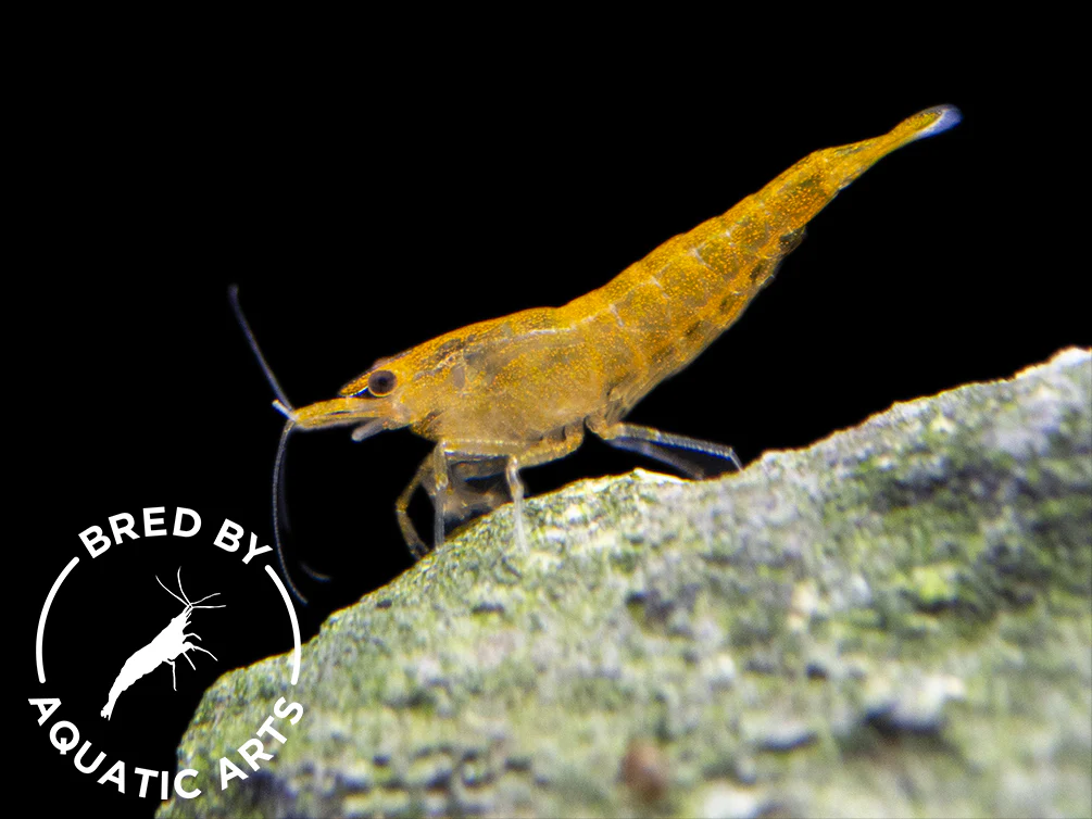 Bred By Aquatic Arts Neocaridina Shrimp Combo Box (Neocaridina davidi) - Nestor' Aquariums & Pets