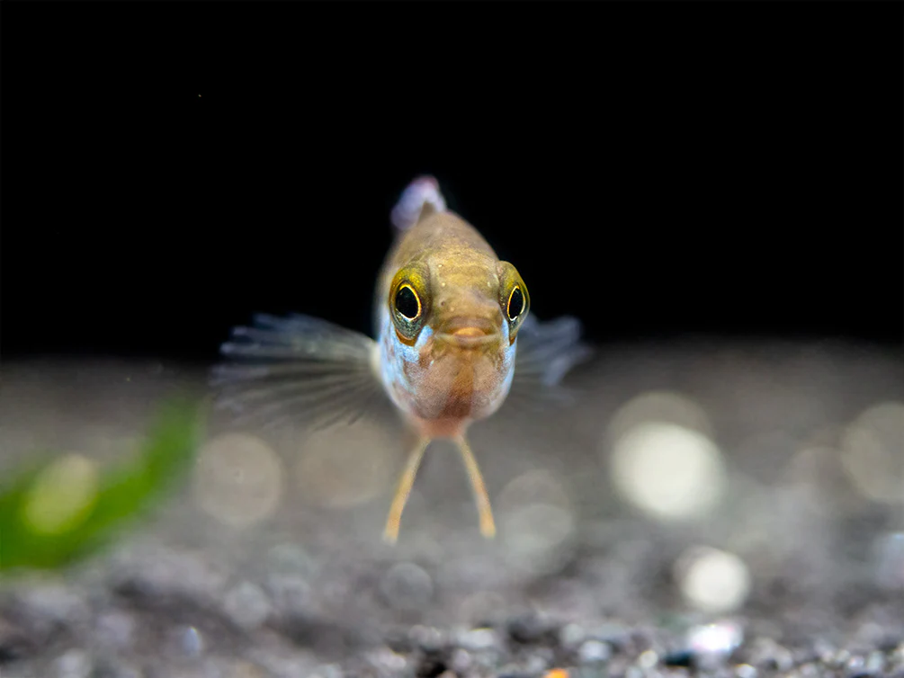 Golden Dwarf Cichlid (Nannacara anomala), - Tank Bred - Nestor' Aquariums & Pets