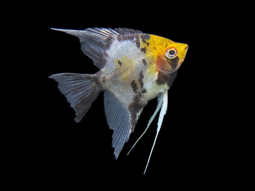 Koi Angelfish (Pterophyllum scalare) - Tank-Bred! - Nestor' Aquariums & Pets