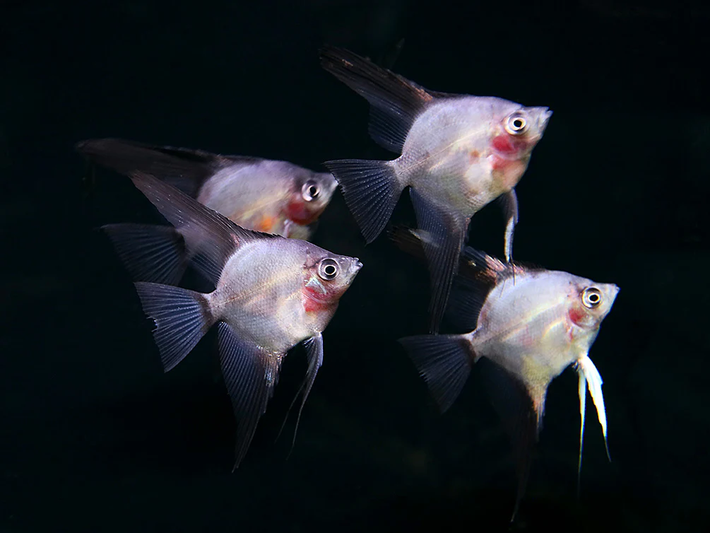 Legend Paraiba Angelfish (Pterophyllum scalare “Legend Paraiba”) – Tank Bred - Nestor' Aquariums & Pets
