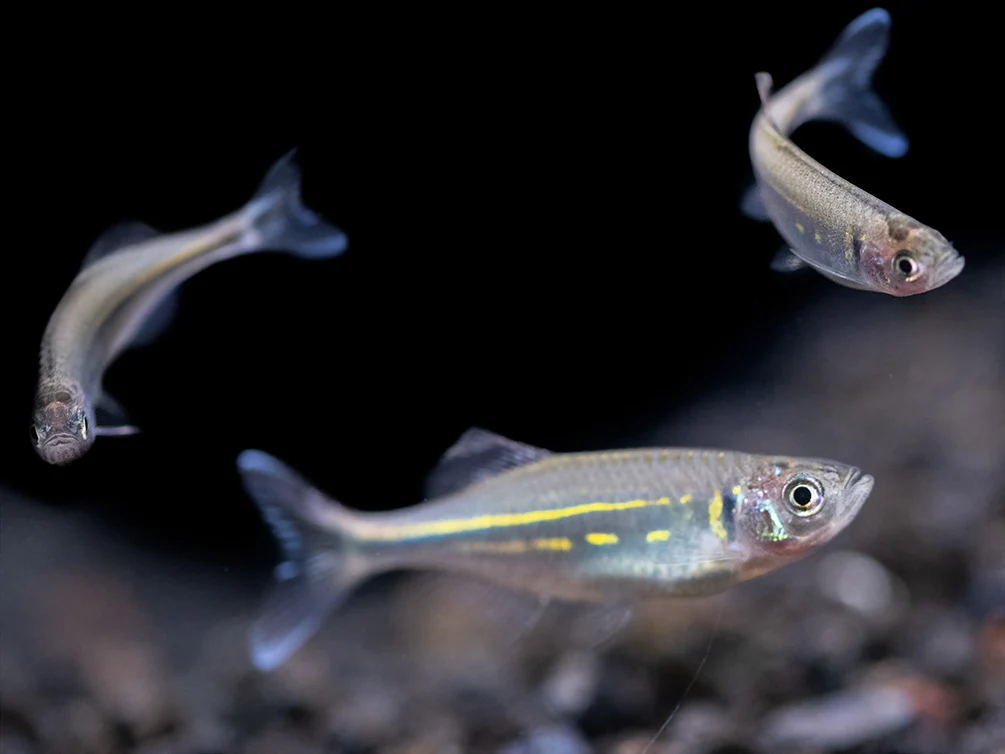 Giant Danio (Devario aequipinnatus), Tank-Bred! - Nestor' Aquariums & Pets