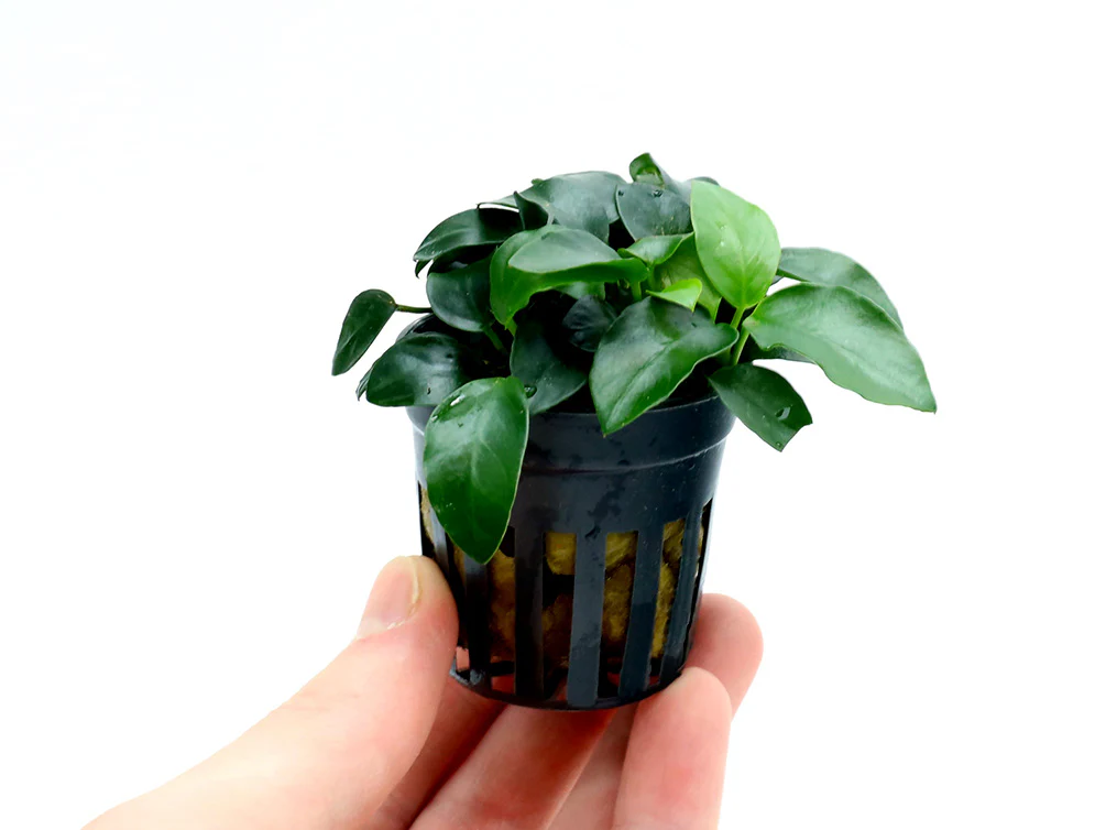 Anubias Bonsai (Anubias barteri var. nana 