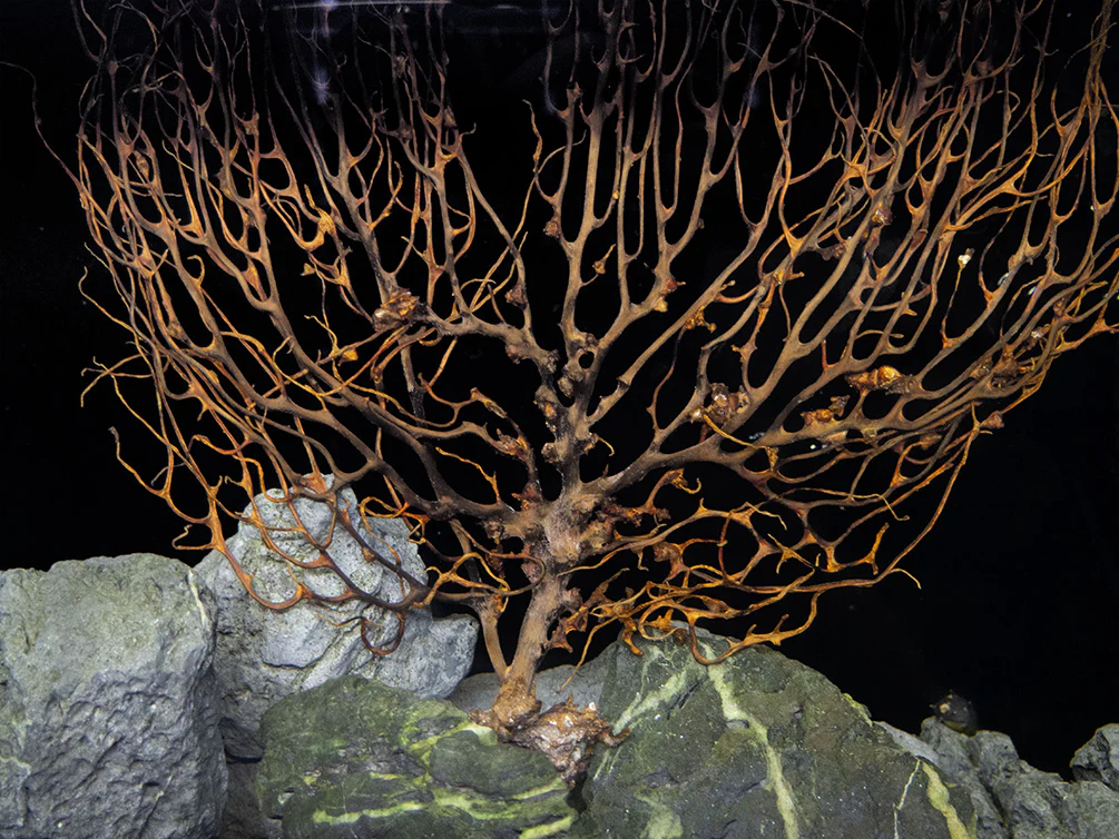 Natural Coral Sea Fan Décor - Nestor' Aquariums & Pets