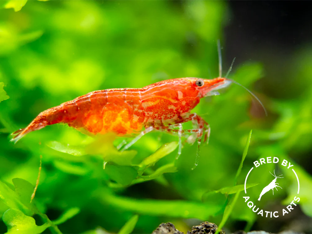 Sakura Red Cherry Shrimp (Neocaridina davidi), Bredby: Aquatic Arts - Nestor' Aquariums & Pets