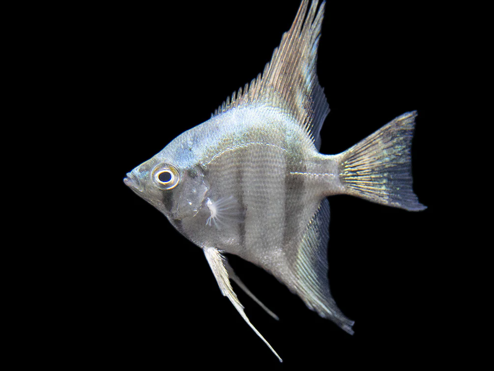 Belem Sky Blue Angelfish (Pterophyllum scalare) - Tank-Bred - Nestor' Aquariums & Pets