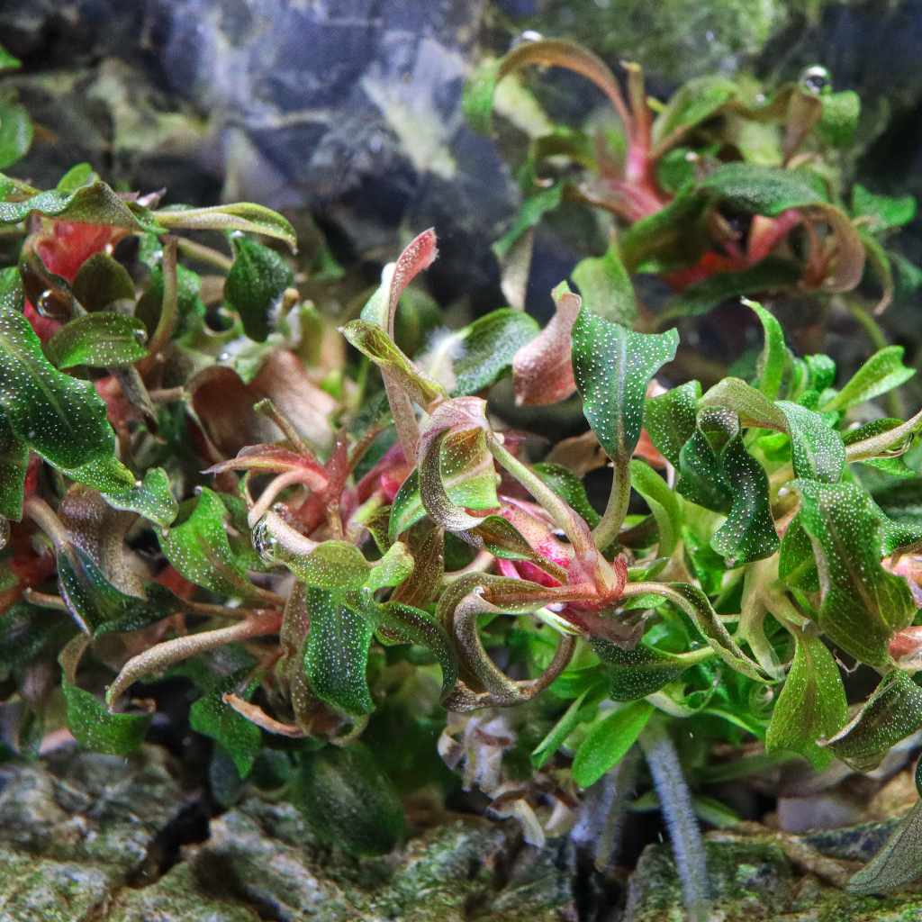 Bucephalandra Kedagang Tissue Culture - Nestor' Aquariums & Pets