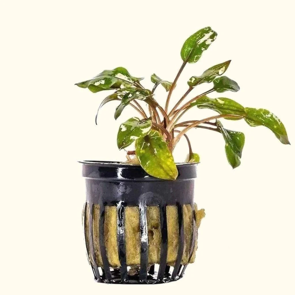 Cryptocoryne Wendtii Red - Nestor' Aquariums & Pets