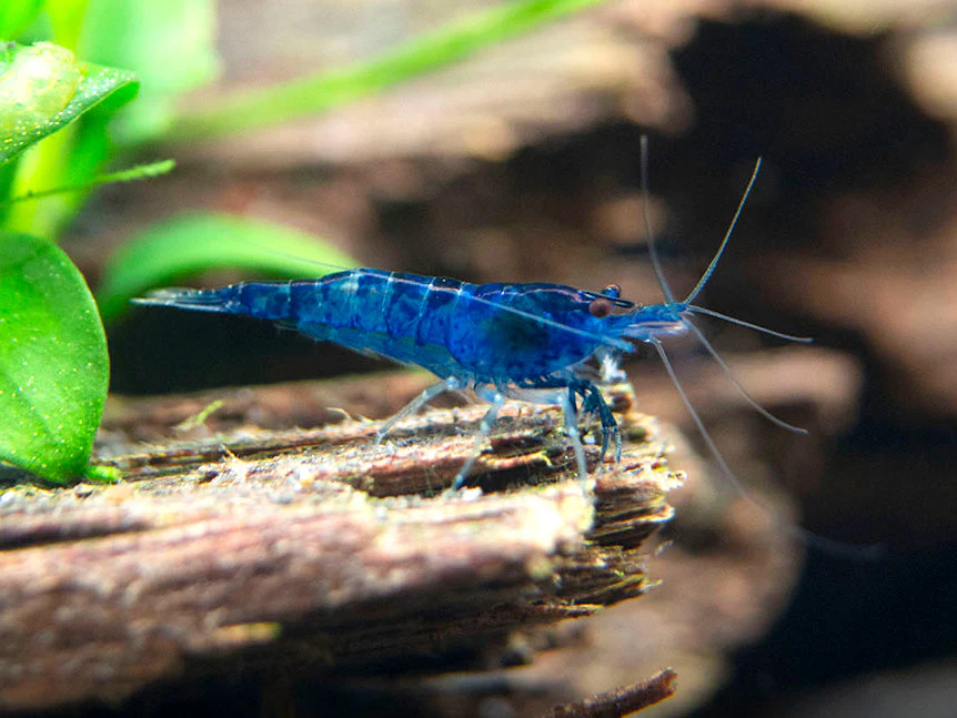 Dream Blue Velvet Shrimp Breeder Combo Box - Nestor' Aquariums & Pets