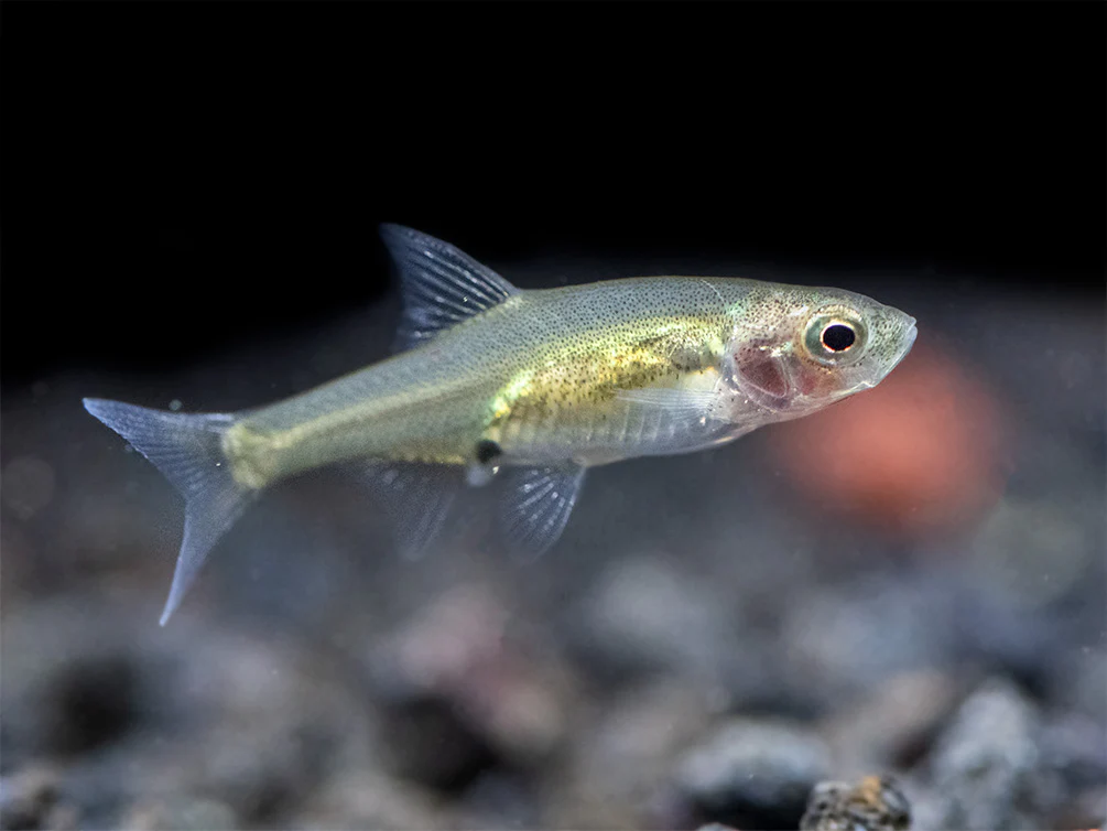 Rummy Nose Rasbora AKA Sawbwa Barb (Sawbwa resplendens) - TANK-BRED!!! - Nestor' Aquariums & Pets