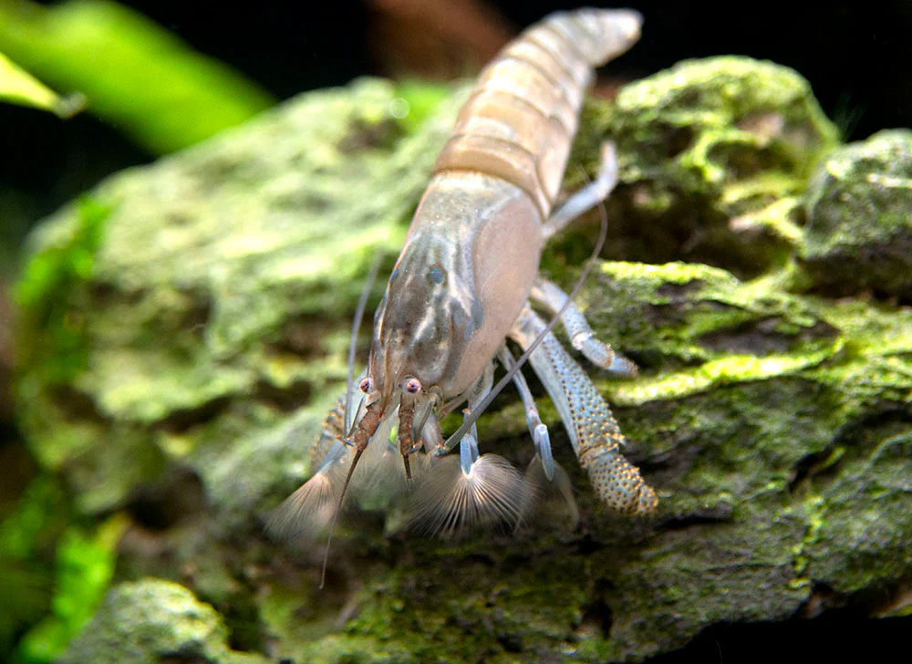 Vampire AKA Viper Shrimp (Atya gabonensis) - Nestor' Aquariums & Pets