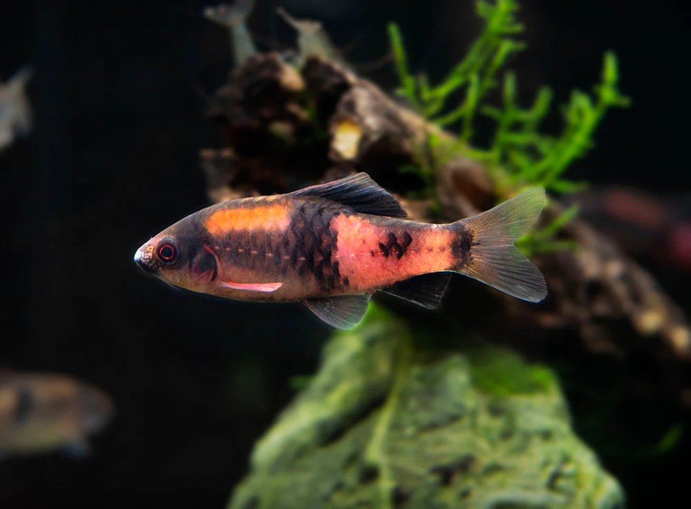 Red Panda AKA Melon Barb (Haludaria fasciata) - Nestor' Aquariums & Pets