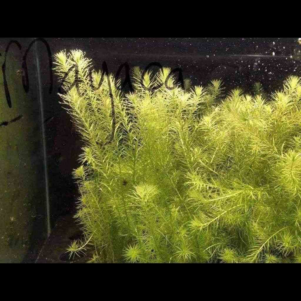 Mayaca Fluviatilis - Nestor' Aquariums & Pets