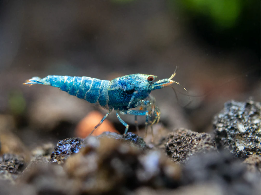 Blue Bolt Shrimp (Caridina cantonensis var. “Blue Bolt”), A-S Grade, Tank-Bred - Nestor' Aquariums & Pets