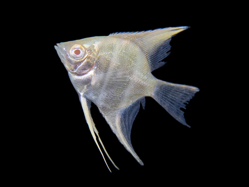 Albino Peruvian Altum Angelfish (Pterophyllum scalare 