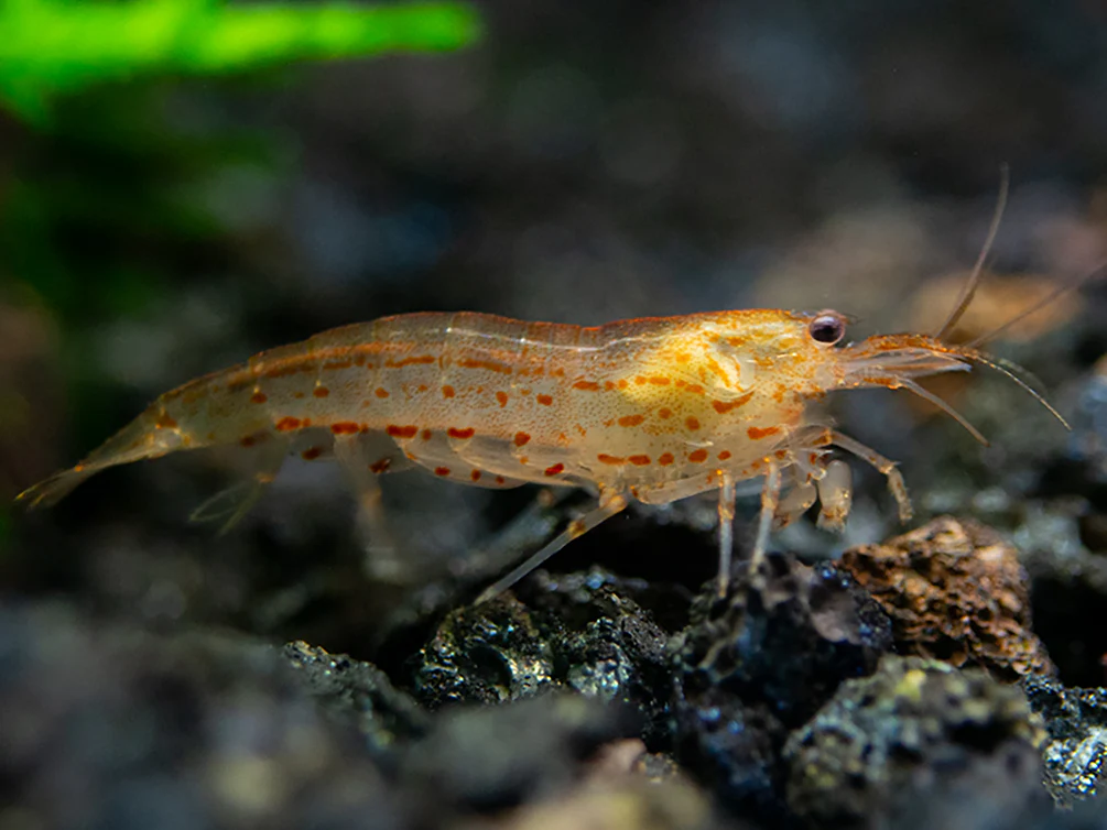 Colorful Amano Shrimp Combo Pack – Lemon Yellow, Sun Orange & Snow (Tank-Bred) - Nestor' Aquariums & Pets