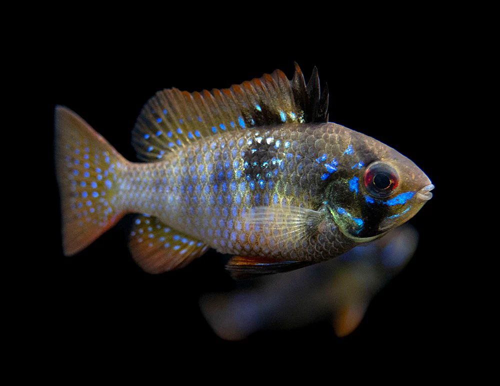 German Black Ram Dwarf Cichlid (Mikrogeophagus ramirezi 