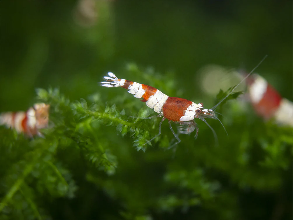 Crystal Shrimp Combo Pack, Tank-Bred - Nestor' Aquariums & Pets