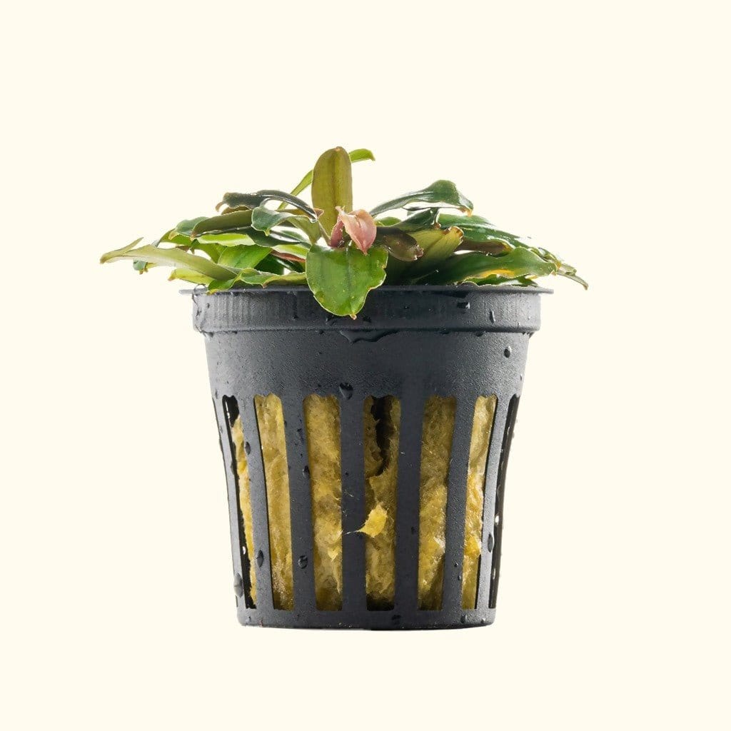 Bucephalandra Black Pearl - Nestor' Aquariums & Pets
