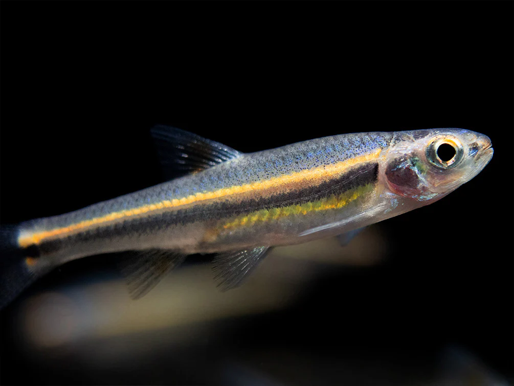 Rainbow Shiner (Notropsis chrosomus), Tank-Bred - Nestor' Aquariums & Pets