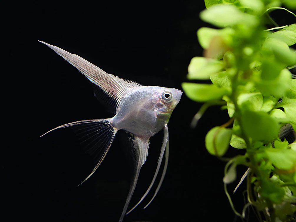 Platinum Veiltail Angelfish (Pterophyllum scalare) – Tank-Bred - Nestor' Aquariums & Pets