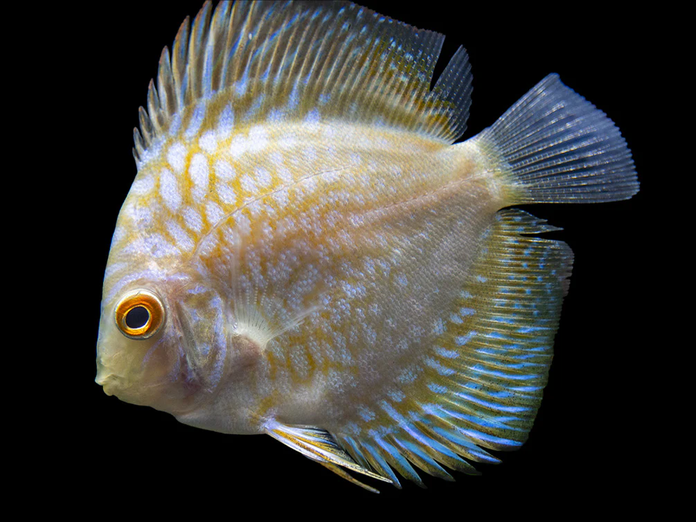 Dealer's Choice Discus (Symphysodon aequifasciatus), Tank-Bred - Nestor' Aquariums & Pets