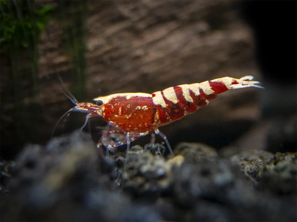 Red Galaxy Pinto Shrimp (Caridina cantonensis, A Grade), Tank-Bred - Nestor' Aquariums & Pets