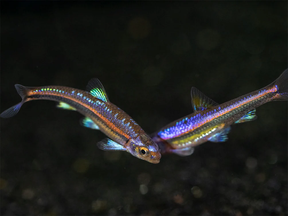 Rainbow Shiner (Notropsis chrosomus), Tank-Bred - Nestor' Aquariums & Pets